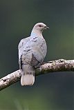 Ring-tailed Pigeon